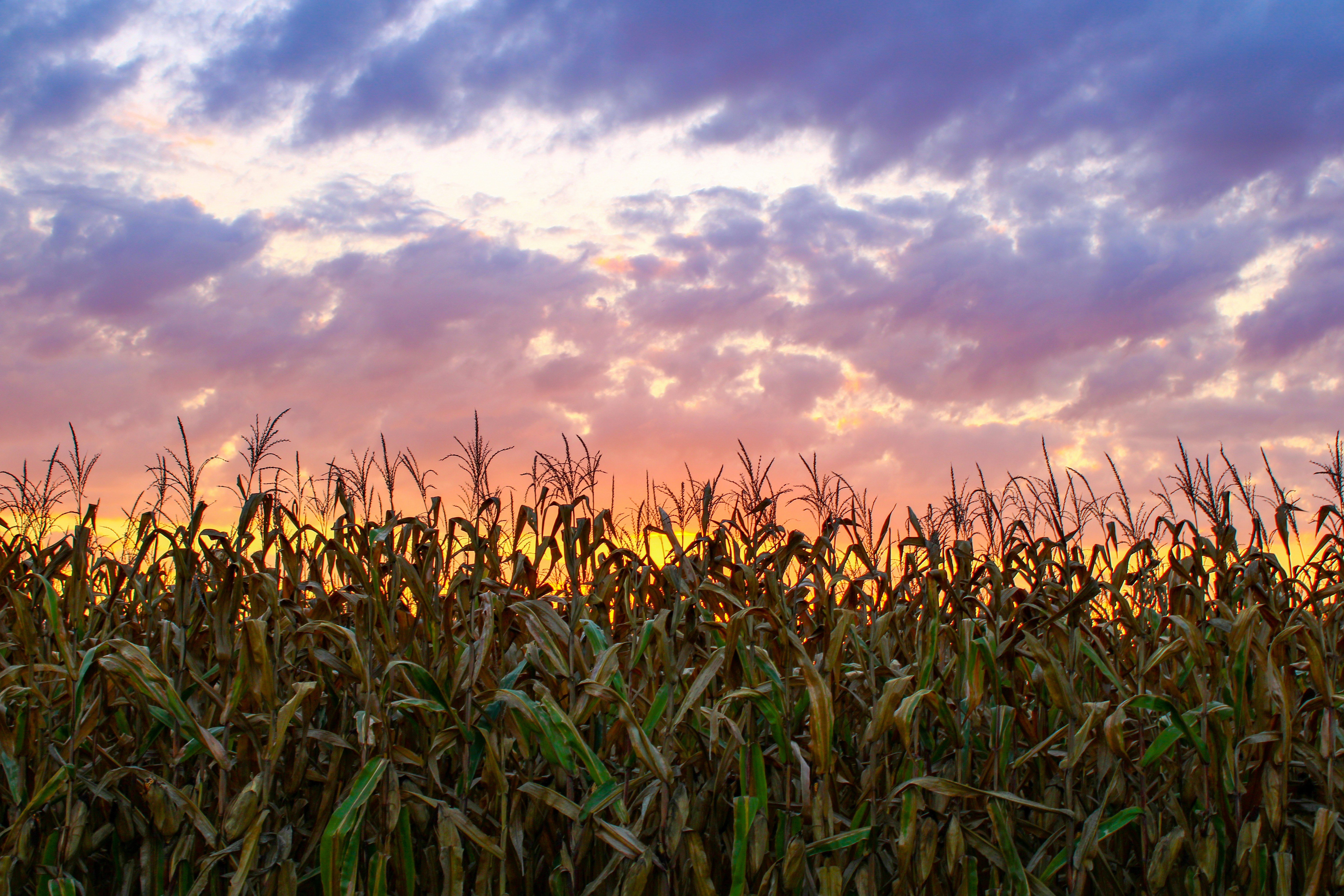 Buresh Farms fields