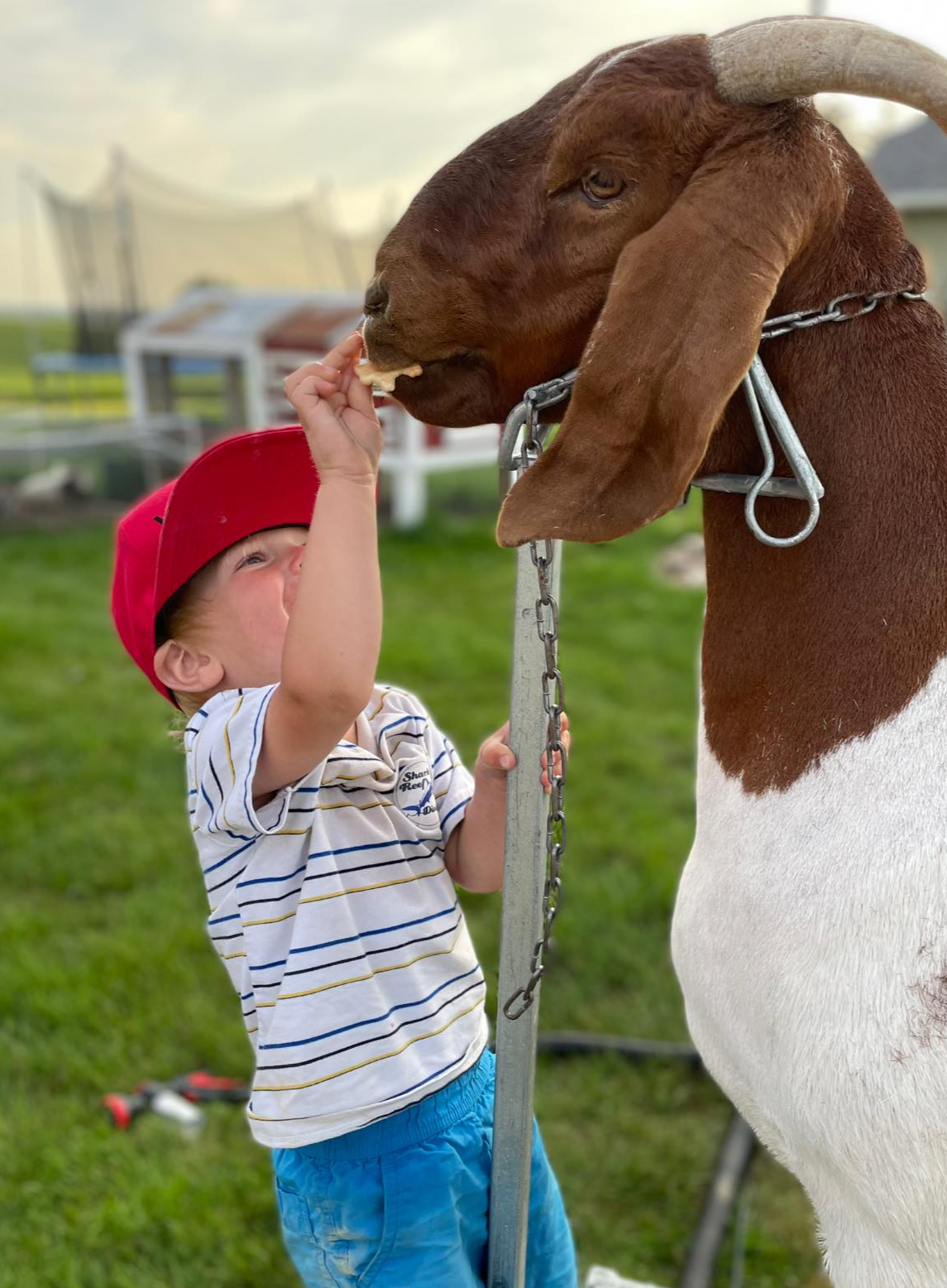 Farm photo