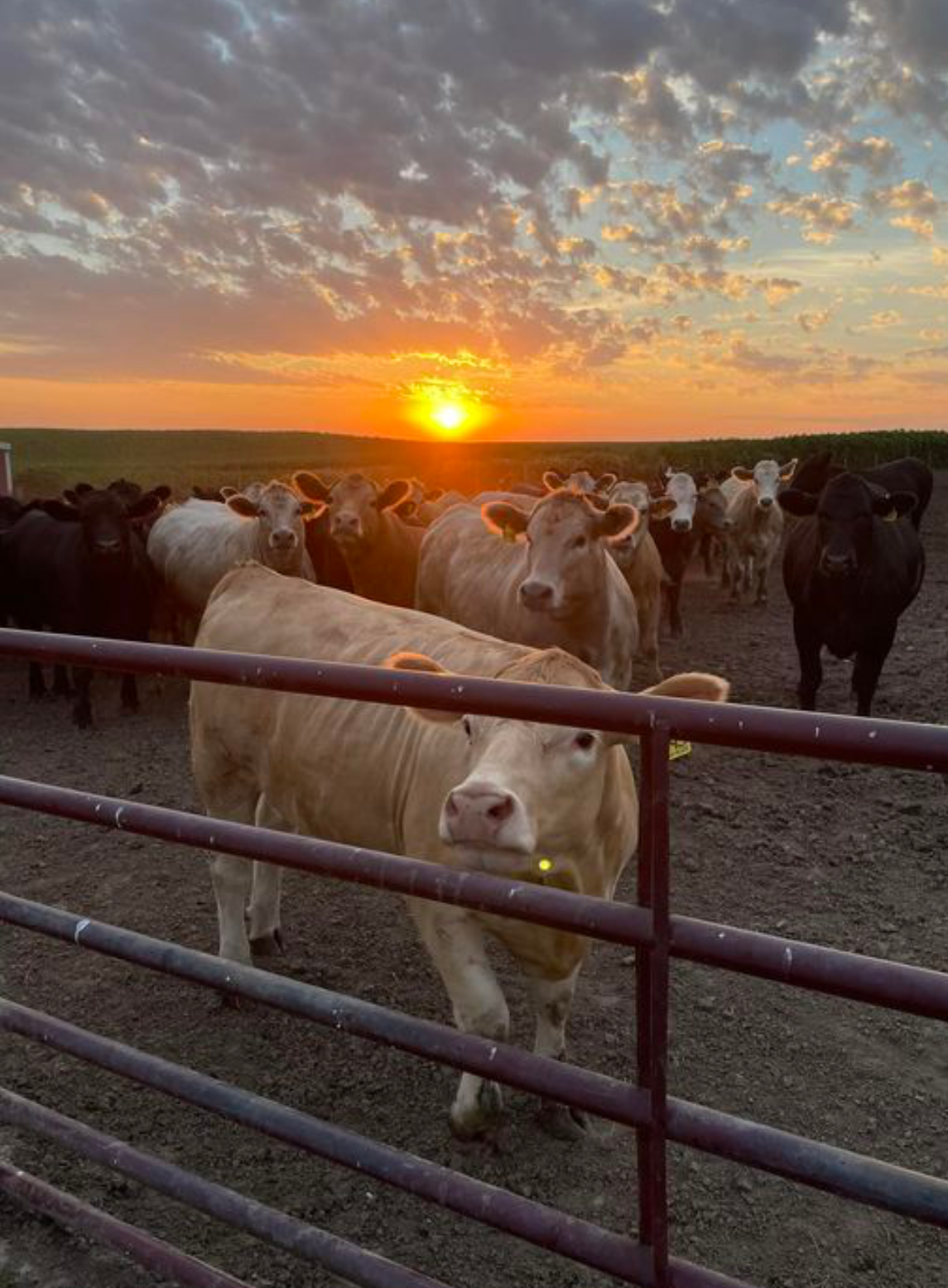 Farm photo