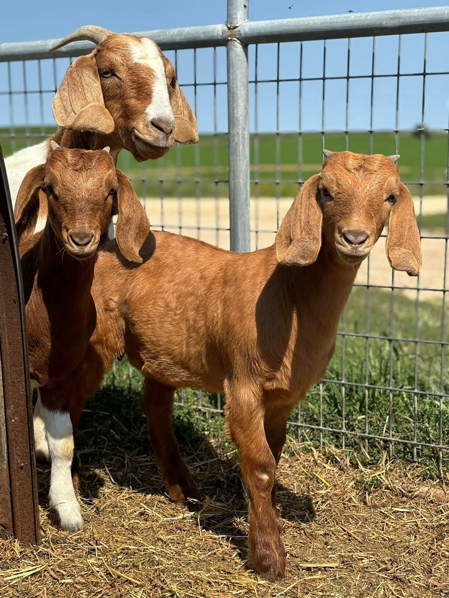 Farm photo